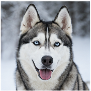 Siberian Husky